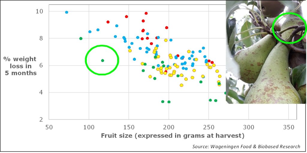 Variation in postharvest water loss between fruits picked from one tree